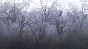 trees wrapped in ice in the afternoon in March near Acadiana's coast