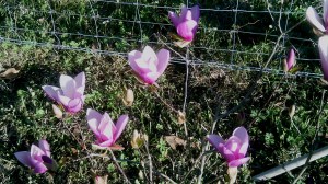 The profusion of life and hope in one plant . . .