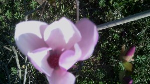 A few days ago this plant was almost completely dormant.