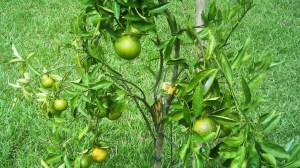 These are the fruits I hope will weather today's storm.