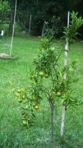 The orange tree panted and nurtured on the new house site on old family land.