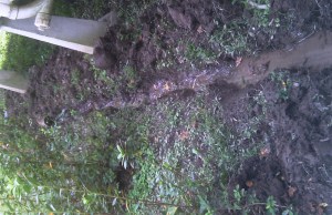 A Columbus Day storm may test our  new drains