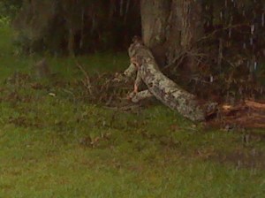 Fallen limb cleared of branches by me with my axe.