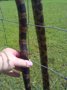 Snakes and other issues complicate my life