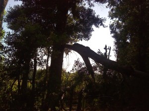 A fallen tree knocked out power at Big Woods
